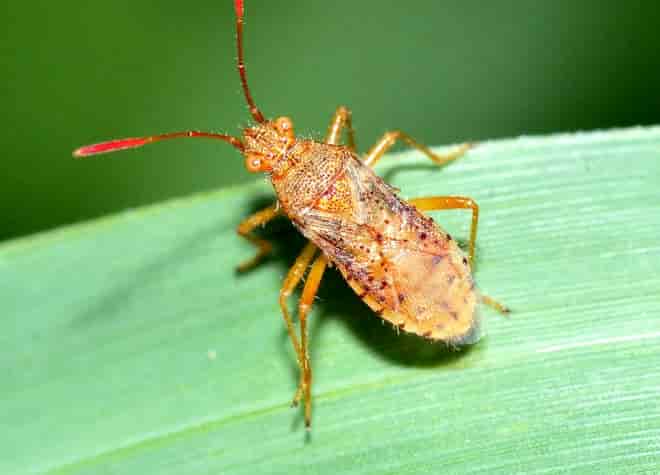 昆虫図鑑・アカヒメヘリカメムシ